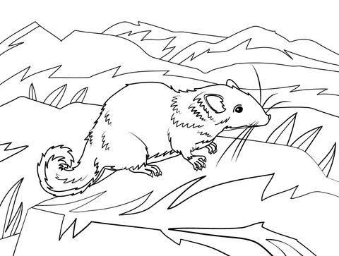 Laotian Rock Rat Coloring Page